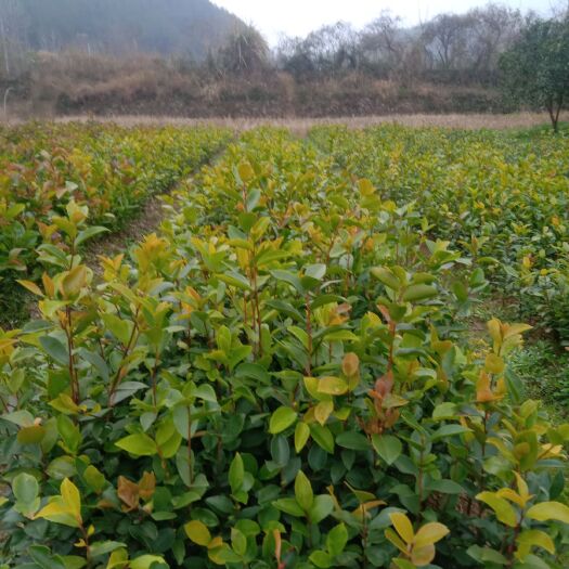 遂川县油茶苗 籽播木梓苗，实生，产地直发