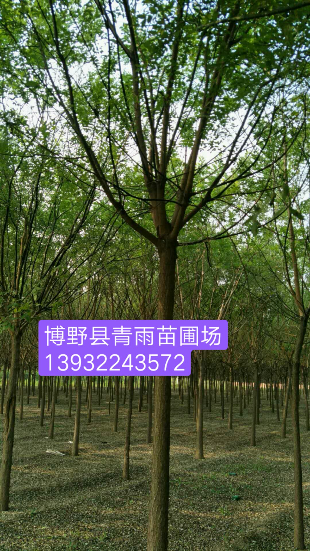 国槐 要找好，请找博青雨苗圃