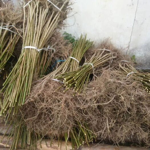 绩溪县青梅树苗 成品树