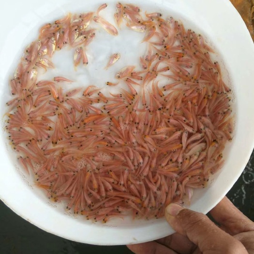 佛山彩虹鲷 