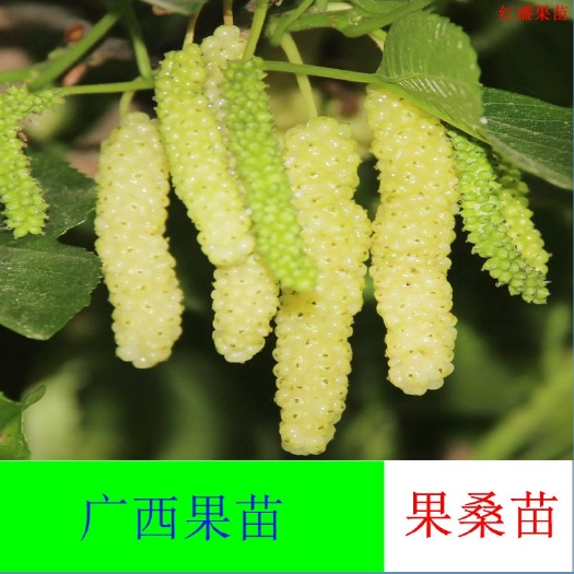 灵山县长果桑苗