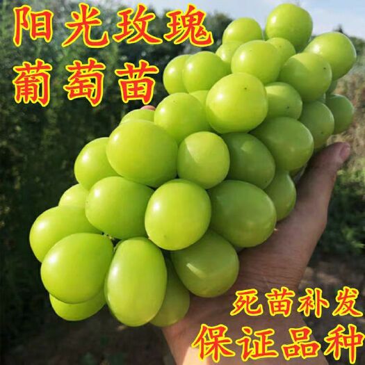 平邑县阳光玫瑰葡萄苗 