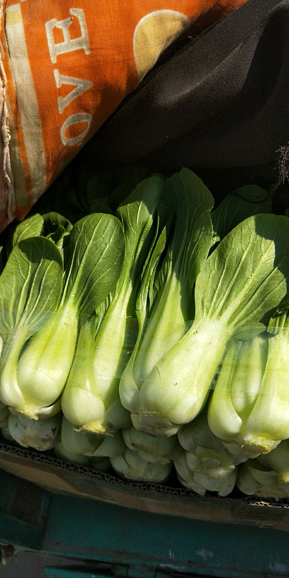 北方小油菜 1~2两