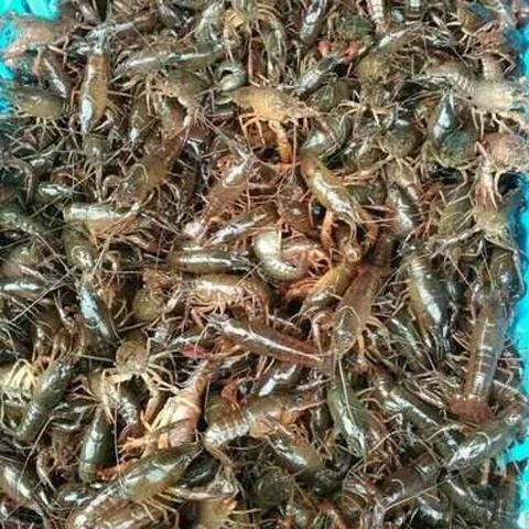 泗阳县龙虾苗 