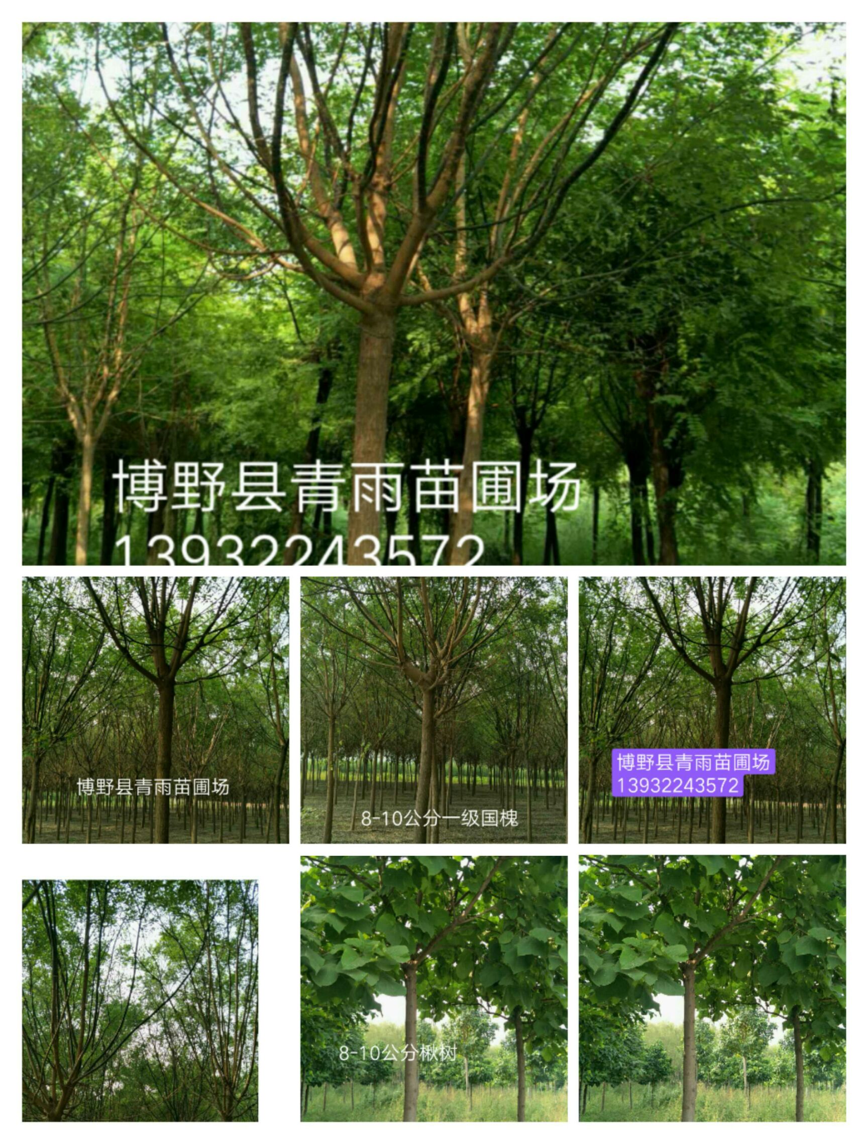 国槐 要找好，请找博青雨苗圃