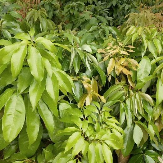 灵山县荔枝高压苗 