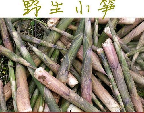信丰县小竹笋 鲜笋 