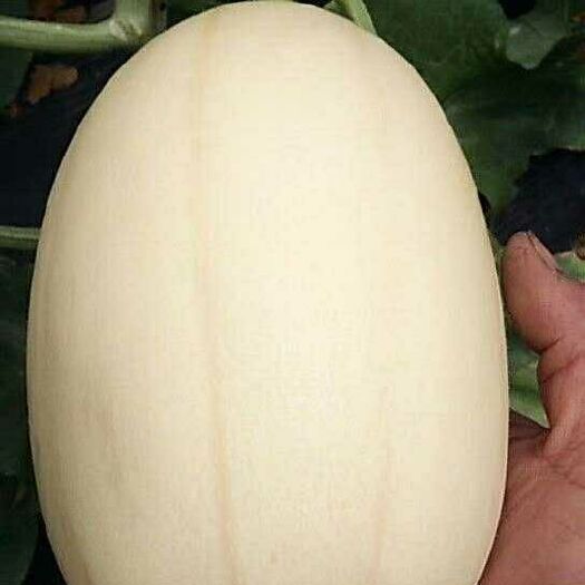 莘县东方蜜1号 东方蜜