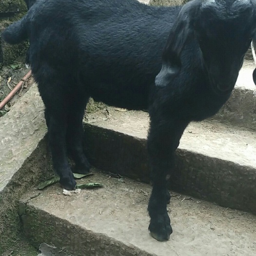 黑山羊  出肉率高    易成活