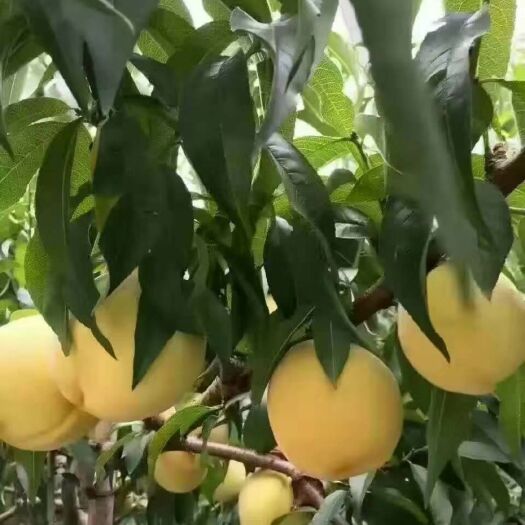莲花县炎陵黄桃 55mm以上 3 - 4两