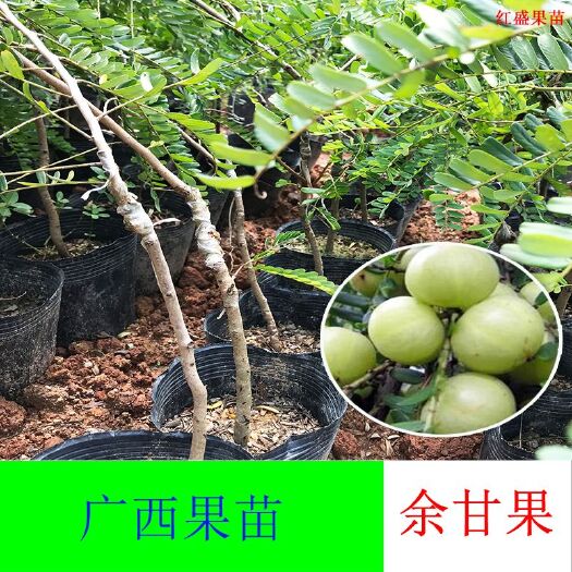 灵山县余甘果苗 0.5~1米 