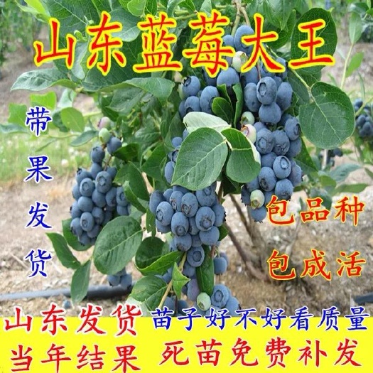平邑县兔眼蓝莓苗  山东蓝莓苗盆栽地栽兔眼蓝丰南北方阳台种植当年结果苗草莓苗包邮