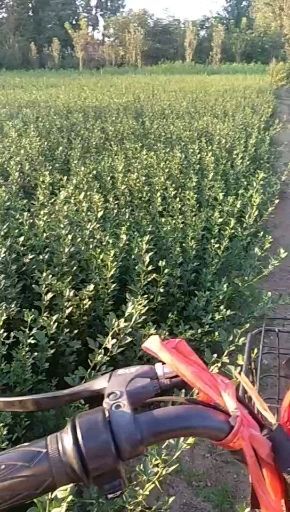 泰安种植枳壳苗 