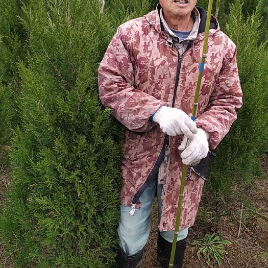 滁州塔柏 安徽1.8米塔柏种植基地 塔柏产地批发