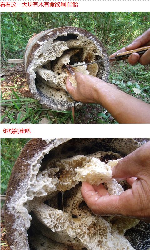 蜜蜂窝是什么样子的 蜜蜂窝是什么样子的图片