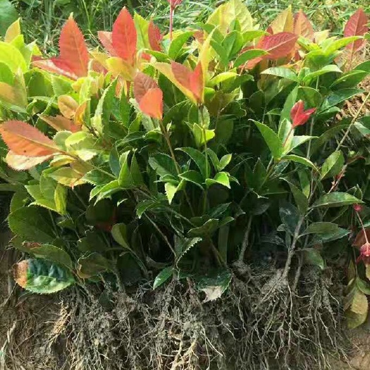 咸宁五彩桂  珍珠花树苗