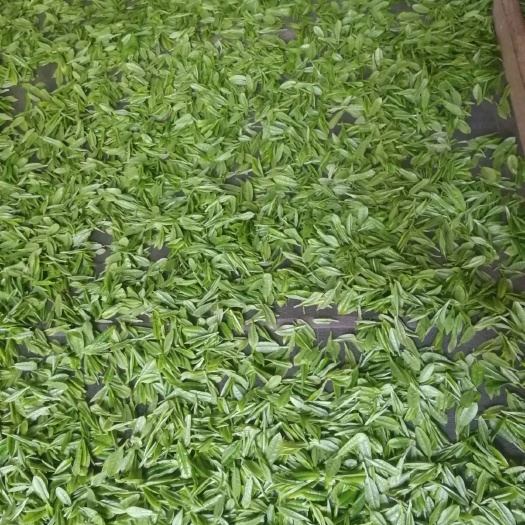 绍兴高山绿茶 一级 散装 