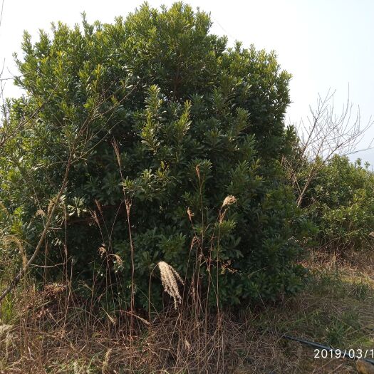 浏阳市杨梅树 东魁杨梅  绿化杨梅