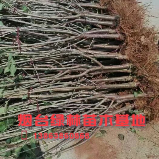 烟台大紫拉宾斯苗 