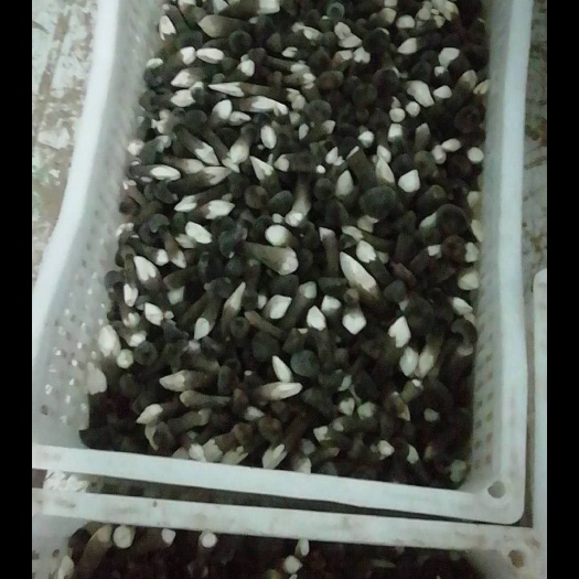 巨鹿县鸡枞菌 鲜货 人工种植 黑皮鸡枞 5cm~7cm 