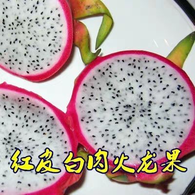 灵山县红皮白肉火龙果苗