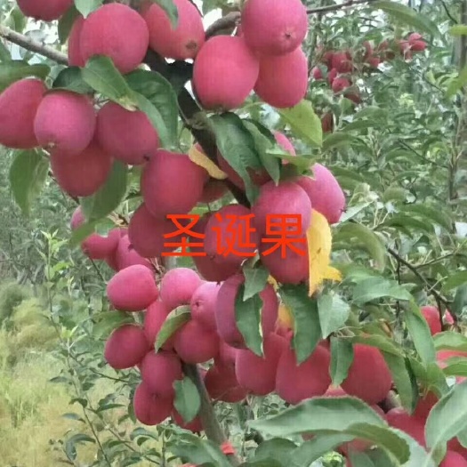 泰安金红苹果苗  泰山小苹果苗 0.5~1米