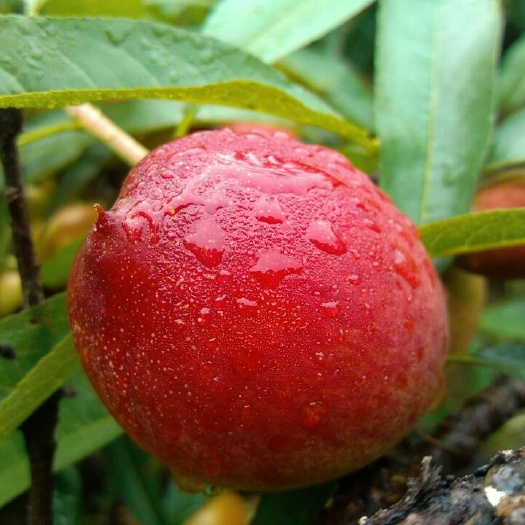 平邑县油桃苗 1~1.5米 
