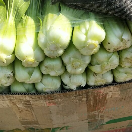 邯郸北方小油菜 1~2两