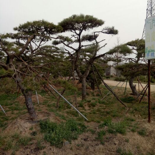 泰安松塔景天    造型松