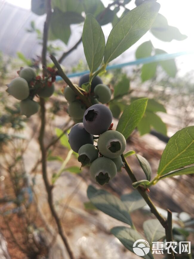 薄雾蓝莓 12 - 14mm以上 鲜果 