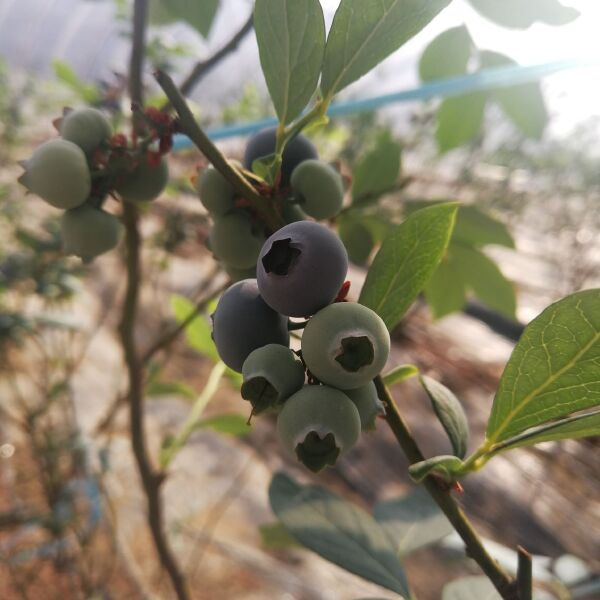 薄雾蓝莓 12 - 14mm以上 鲜果 