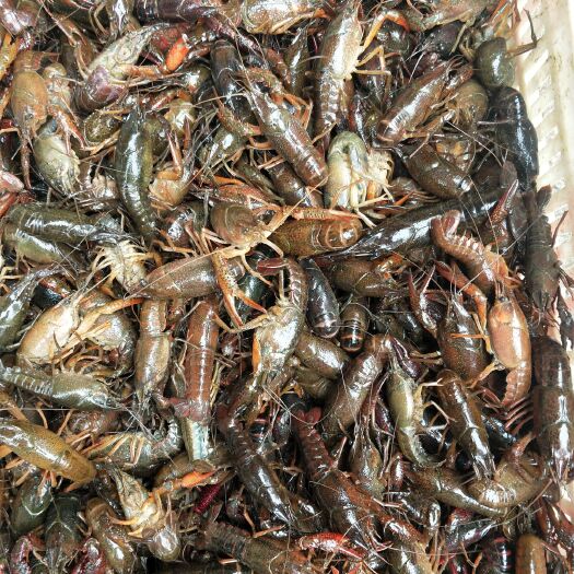 商城县青红虾 4-6钱 稻田虾 