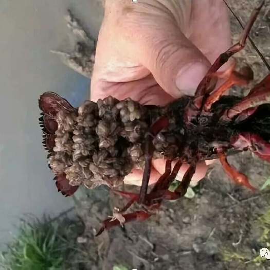 沭阳县龙虾苗 