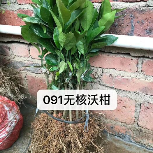 灵山县091无核沃柑苗 嫁接苗 0.5米 