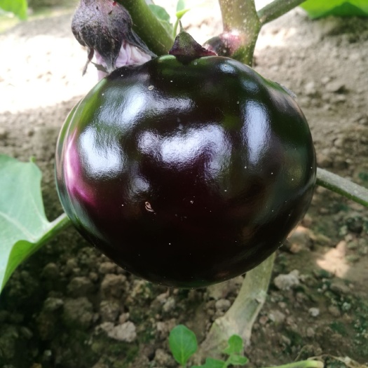 圆茄  茄子 万亩绿色蔬菜生产基地 暖棚种植