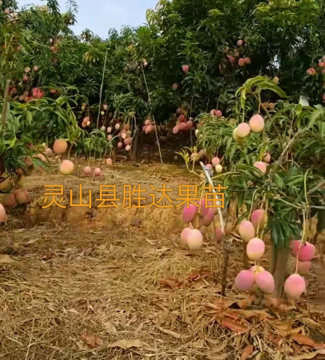 澳芒苗 澳洲芒，红芒苗，四季蜜芒。