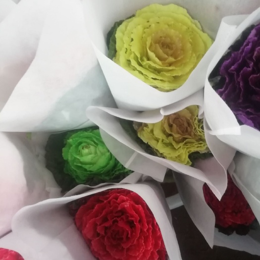 昆明观赏牡丹  夜牡丹