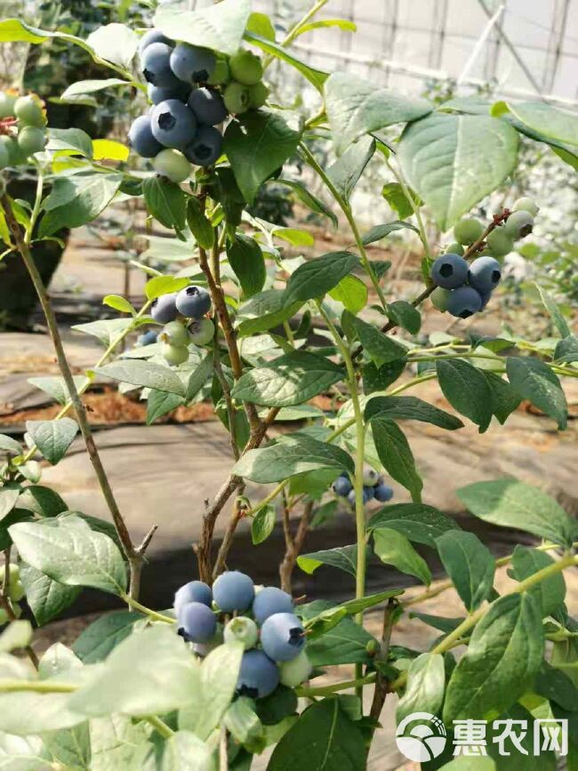 薄雾蓝莓 12 - 14mm以上 鲜果 