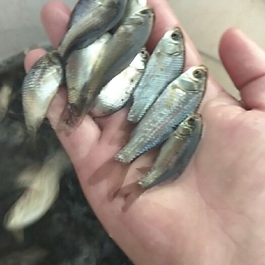 巧家县丁桂鱼苗  支持送货上门，货到付款量大从优，四川，云南，贵州，湖南，广西