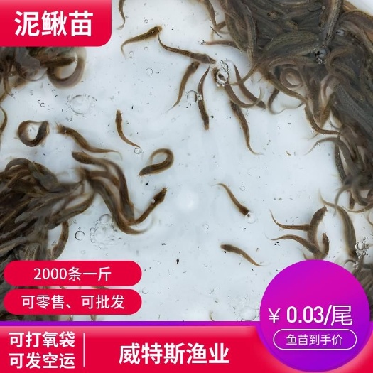 佛山 泥鳅苗 泥鳅苗 平池流水孵化 苗场直供