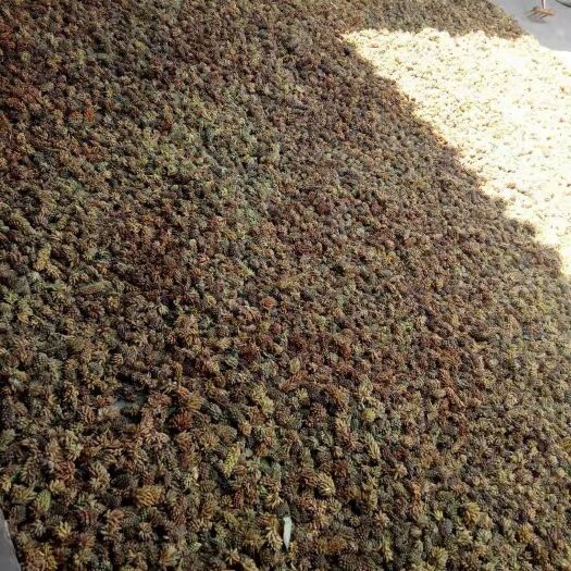 祥云县松花粉 6-12个月 