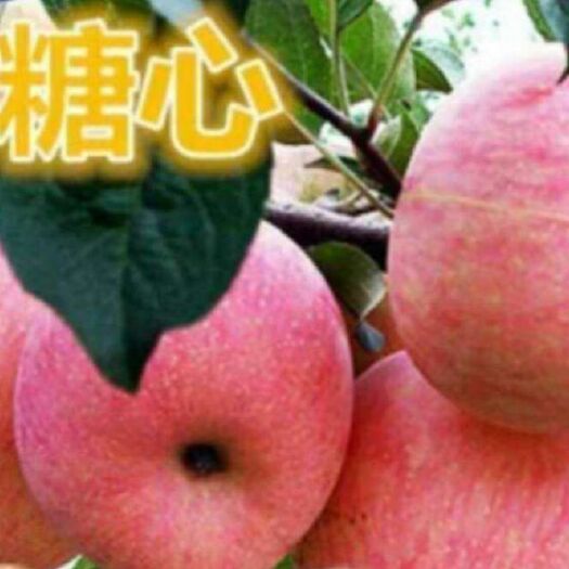 平邑县冰糖心苹果苗 0.5~1米 