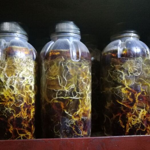 汉中天麻蜜环菌种