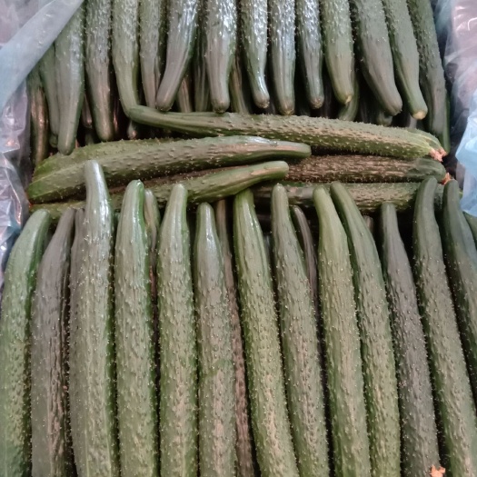 凌源市密刺黄瓜 25~35cm 
