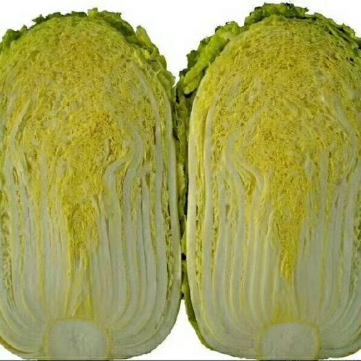 郯城县黄心大白菜  黄心白菜-基地直供-保证质量