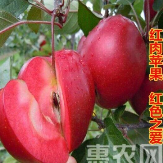 平邑县红肉苹果树苗 0.5~1米 