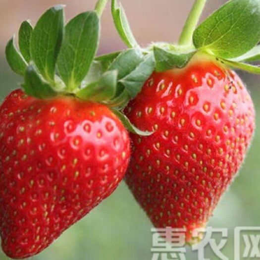 平邑县奶油草莓苗 20~30公分 地栽苗 