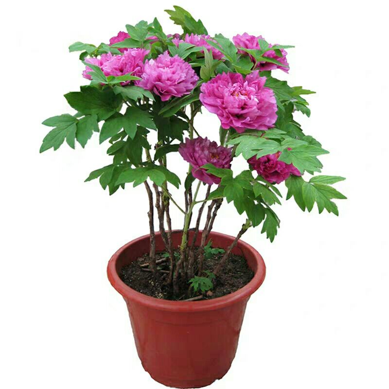 盆栽花卉价格 1