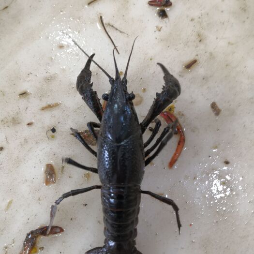 兴化市高邮湖小龙虾 4-6钱 湖虾 