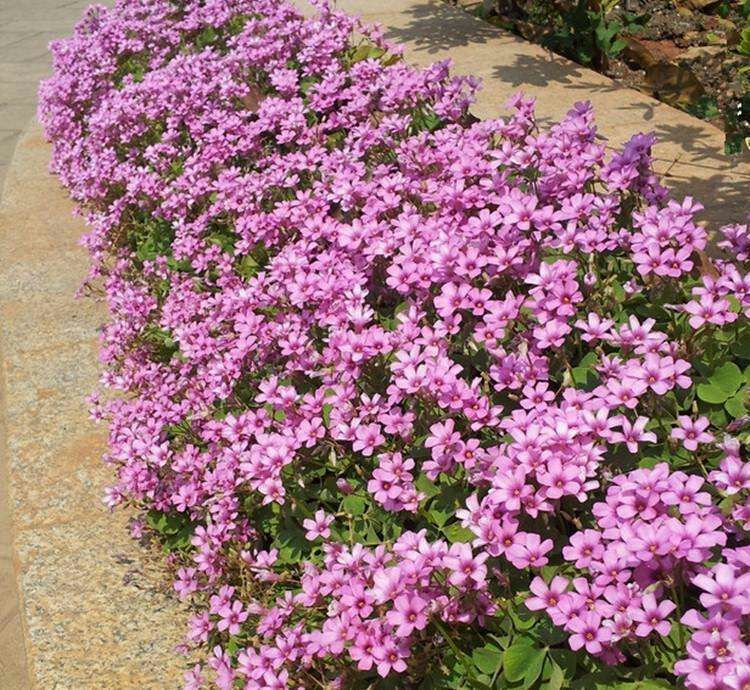 红花酢浆草